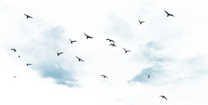 Pájaros volando